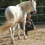 Pferde-Therapie Henry Sandkuhle