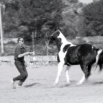henry-Pferde Pferde-Therapie Henry Sandkuhle
