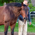 herauslassen-von-spannungen-Pferde Pferde-Therapie Henry Sandkuhle